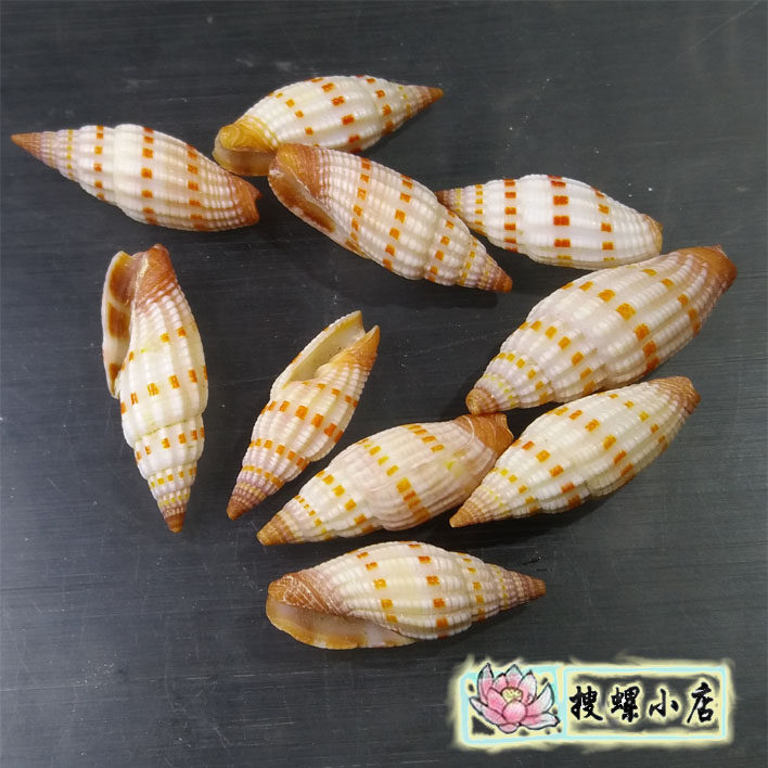 4厘米左右吸血笔螺/随机发货