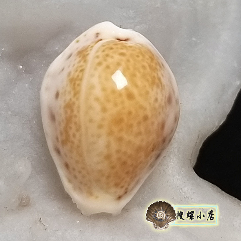 2厘米加勒比宝螺/底部有咬痕