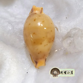 1.55厘米马丁宝螺 GEM