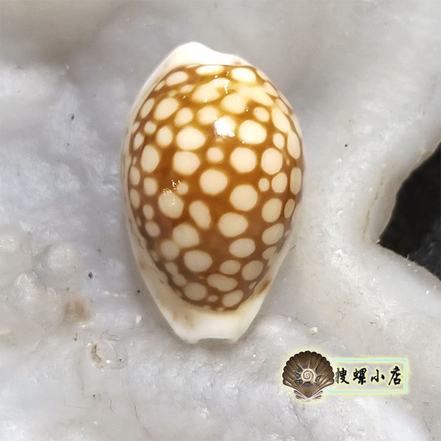 1.75厘米图利亚拉逗点宝螺/GEM