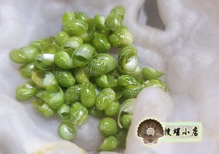 6毫米左右翡翠蜑螺/非常小!!!/随机发货/一个