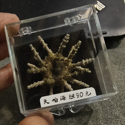 带刺4.2厘米头帕海胆