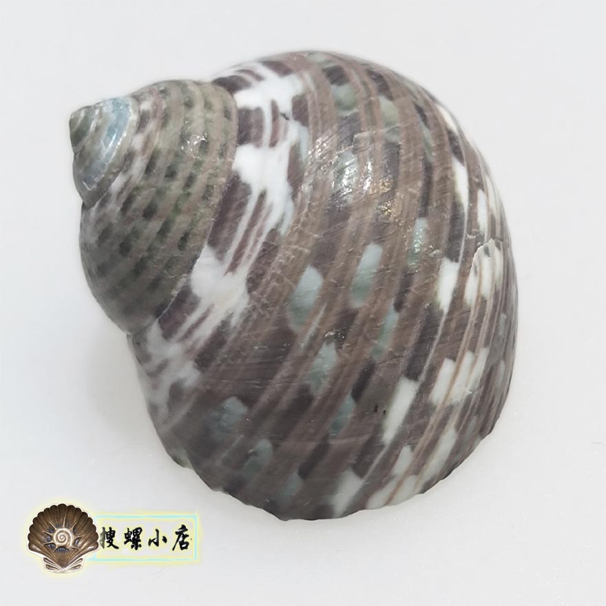 2.65厘米项链单齿螺