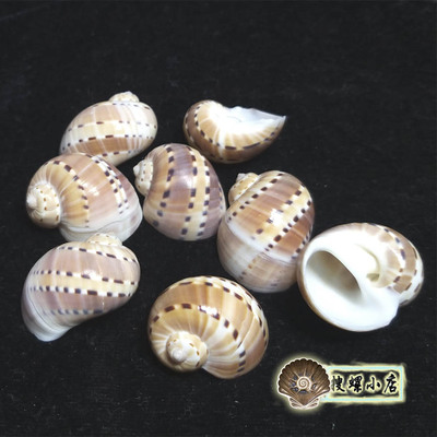 3.3厘米左右蝴蝶玉螺/