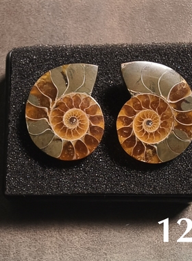 难得有这么小的切片菊石化石/2.5厘米左右配小盒/多选一