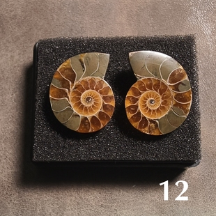 难得有这么小的切片菊石化石/2.5厘米左右配小盒/多选一