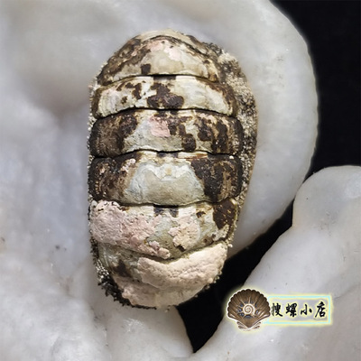 2.57厘米石鳖标本