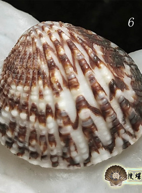 凸加夫蛤/多选一/说明里有详细照片