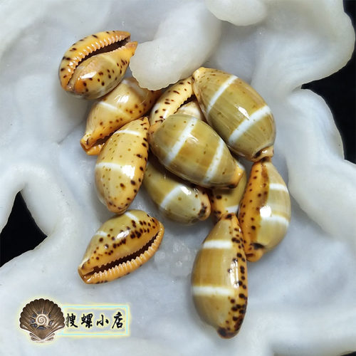 1.7厘米左右双线宝螺/GEM/多选一