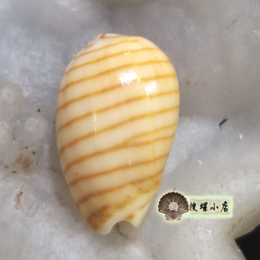 1.65厘米条纹谷米螺