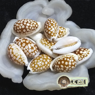 超过2厘米花鹿宝螺 GEM 多选一