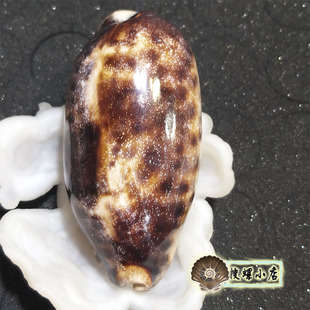 8.85厘米丛云宝螺