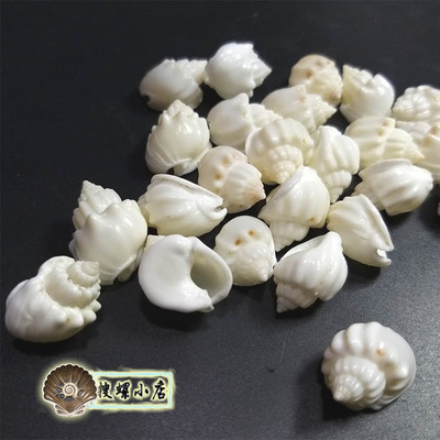 2.5厘米左右花冠织纹螺/品相好/随机发一个