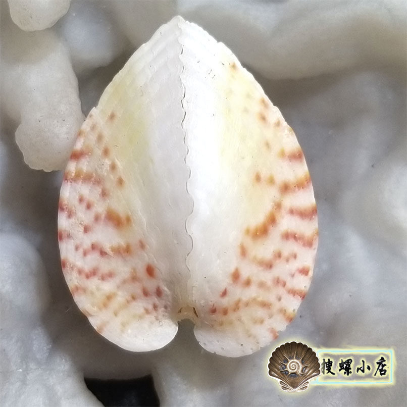 3.82厘米半鸡心蛤