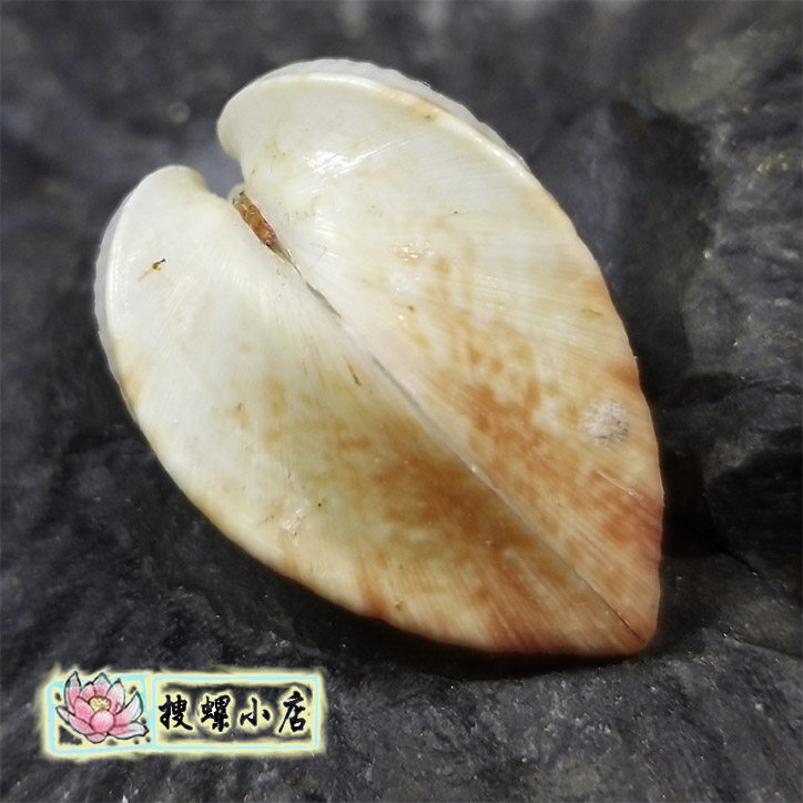 1.98厘米南阳鸡心蛤