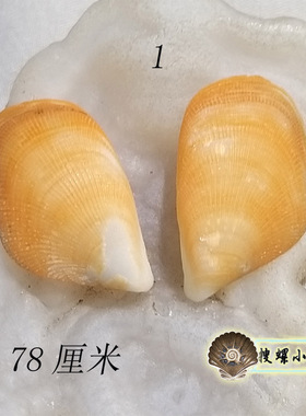 泰国彩色隔贻贝/一个原装两片/瑕疵比较大/多选一/说明里有详情