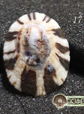 2-2.5厘米笠螺/多选一/说明里有详情