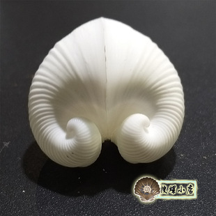 2.9厘米球形同心蛤