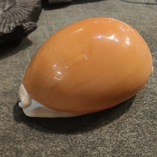 8.5厘米黄金宝螺