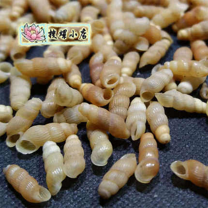 非常小的蜗牛/6毫米小盖蛹蜗牛