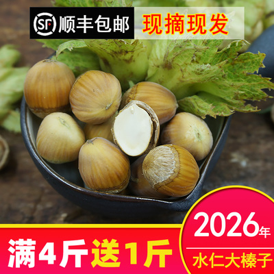 新鲜水仁生大榛子500g包邮
