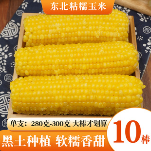 东北新鲜黄糯玉米香甜白粘苞米棒子早餐粗粮代餐农家杂粮包邮