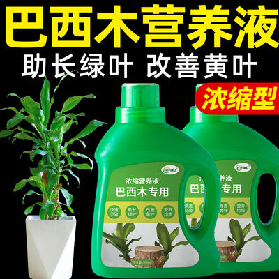 巴西木营养液水培植物专用肥料