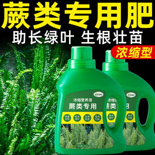 蕨类植物营养液铁线蕨肥料霸王绝专用肥鹿角蕨狼尾蕨水培盆栽绿植