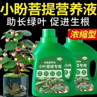 小盼菩提专用肥营养液小叶菩提树复合肥料盆栽盆景绿植植物花肥