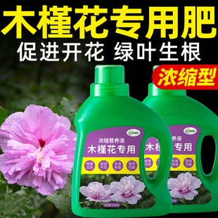 木槿花肥料木槿专用肥复合浓缩营养液花卉绿植开花养花家庭有机肥