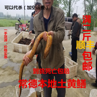 【土黄鳝】正宗鲜活黄鳝（顺丰包邮）包活到家农家土货按大小出售