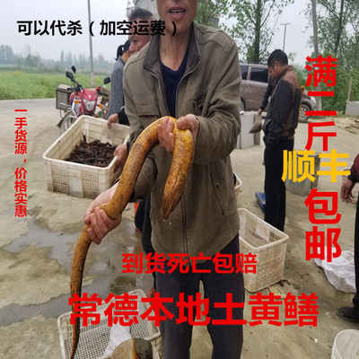 正宗土黄鳝鲜活长鱼盘鳝