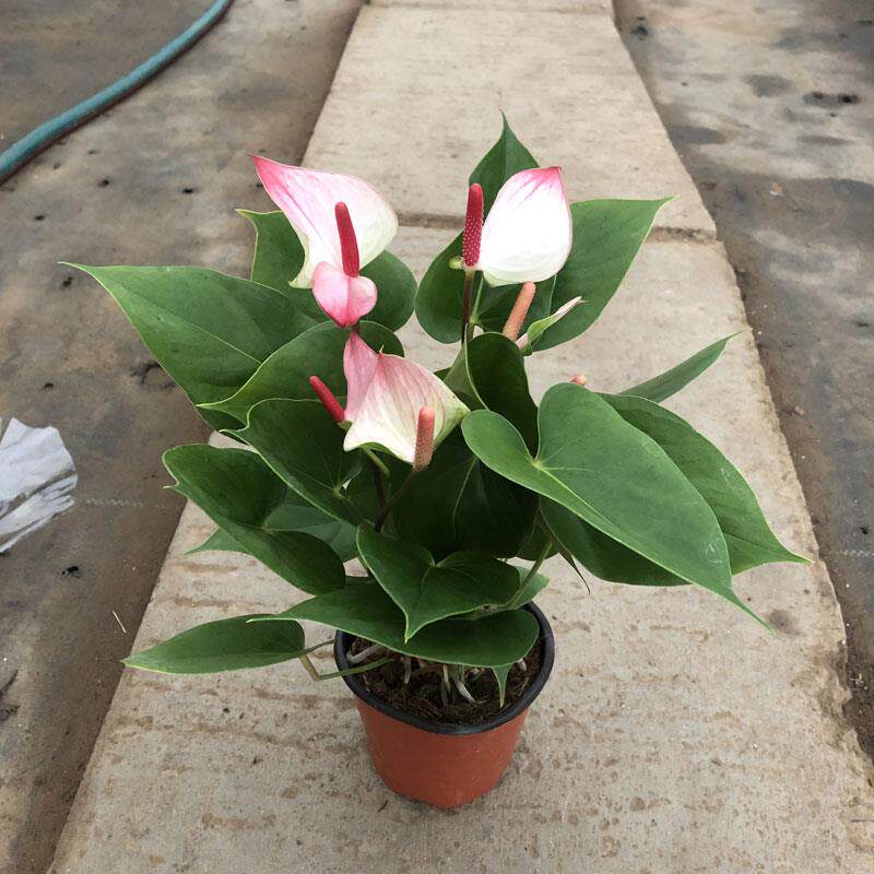 梦幻彩掌绿植吸甲醛防辐射植物客厅办公室内桌面盆栽水蜜桃红唇