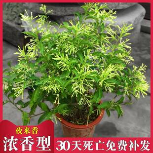 夜来香花树苗盆栽 老桩 苗室外阳台浓香型花卉【驱蚊植物】