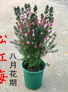 澳洲松红梅绿植花卉盆栽阳台客厅窗台庭院四季客厅摆放花花苞五色
