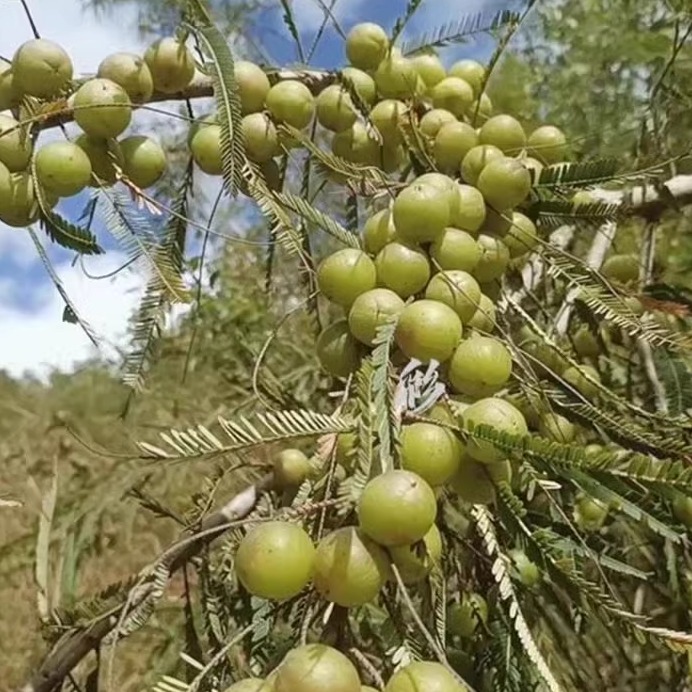 纯天然新鲜油杆余甘子野生橄榄