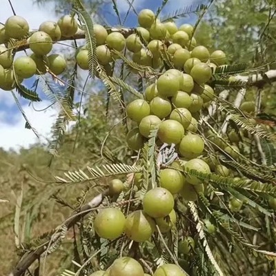 纯天然新鲜油杆余甘子野生橄榄