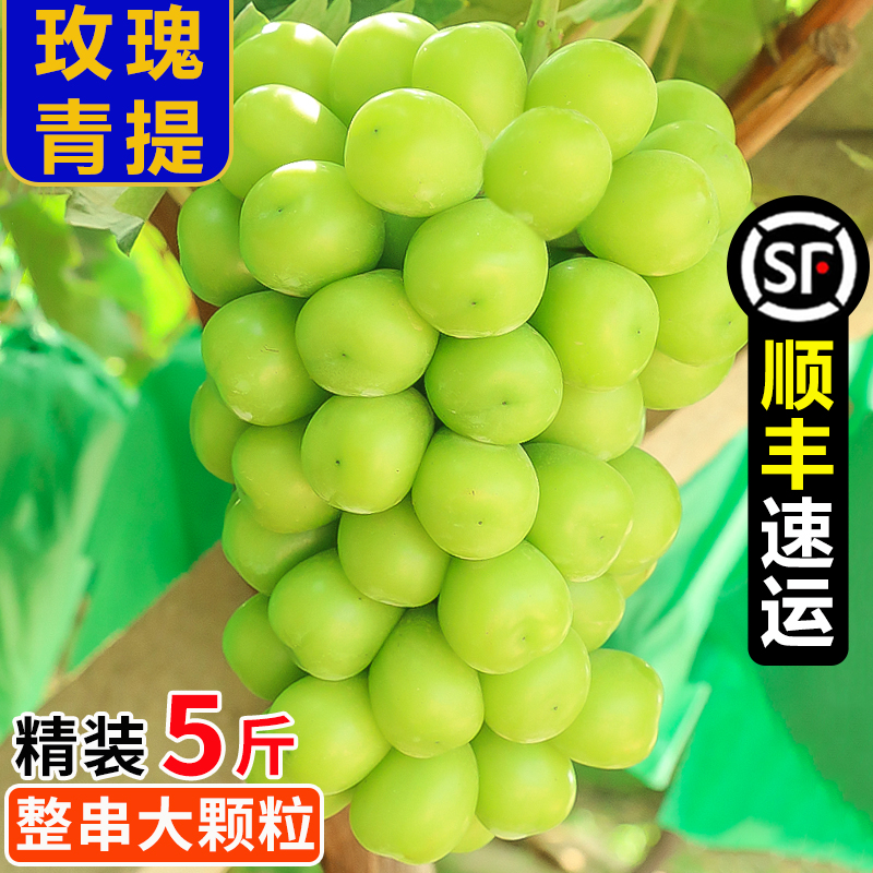 御品一园现摘阳光玫瑰青提