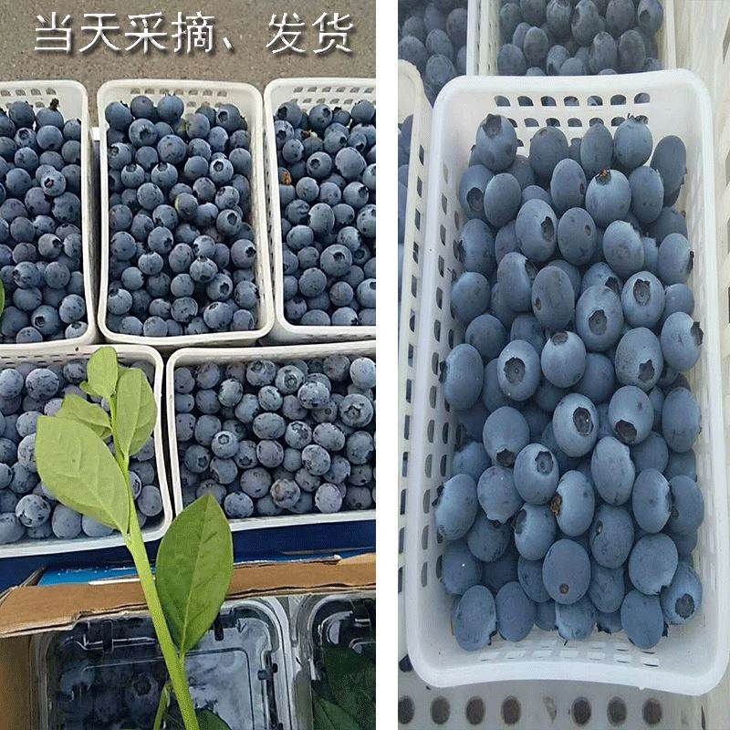 云南抚仙湖露天蓝莓鲜果顺丰空运蓝莓