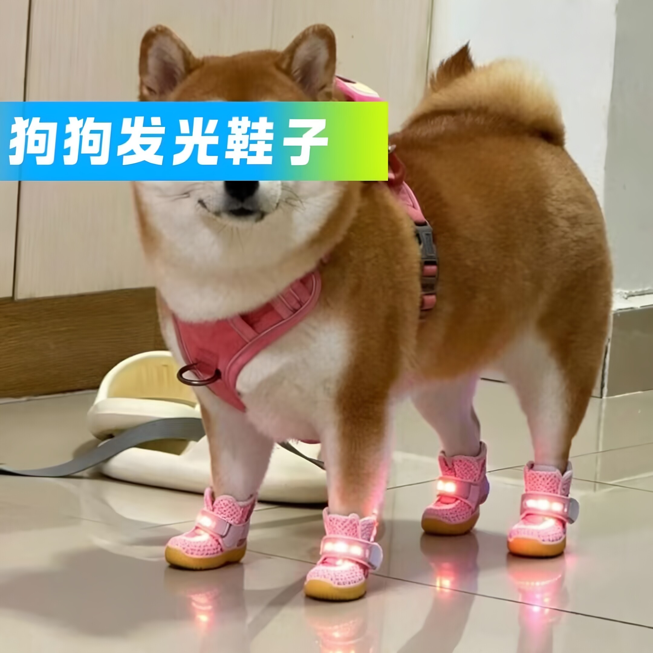 狗狗夜行发光防丢洞洞凉鞋四季