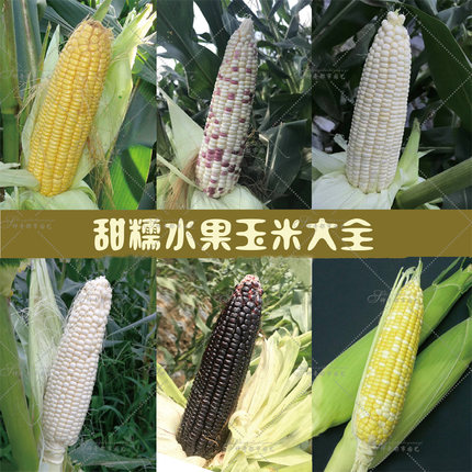 水果玉米种孑彩色高产杂交黏黑蔬菜种子牛奶甜四季甜糯玉米种籽