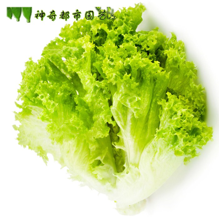 玻璃生菜种籽四季可口生菜籽家庭园艺农家蔬菜种子四季播包邮