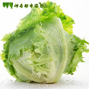 结球生菜种籽四季菜种子四季播农家蔬菜蔬菜种孑生菜种籽蔬菜种籽