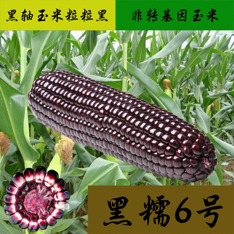 黑轴玉米种子 黑糯6号玉米种子黑糯玉米种子高产包邮四季农家蔬菜