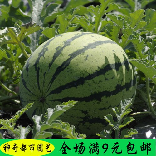 西瓜种籽高产甜早熟麒麟瓜南方无籽蔬菜种孑美都黄壤8424西瓜种子 - 封面