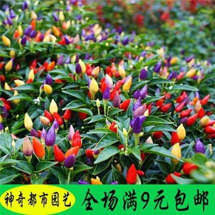五彩椒种籽种子四季播朝天椒甜椒盆栽七彩椒辣椒苗蔬菜辣椒种孑