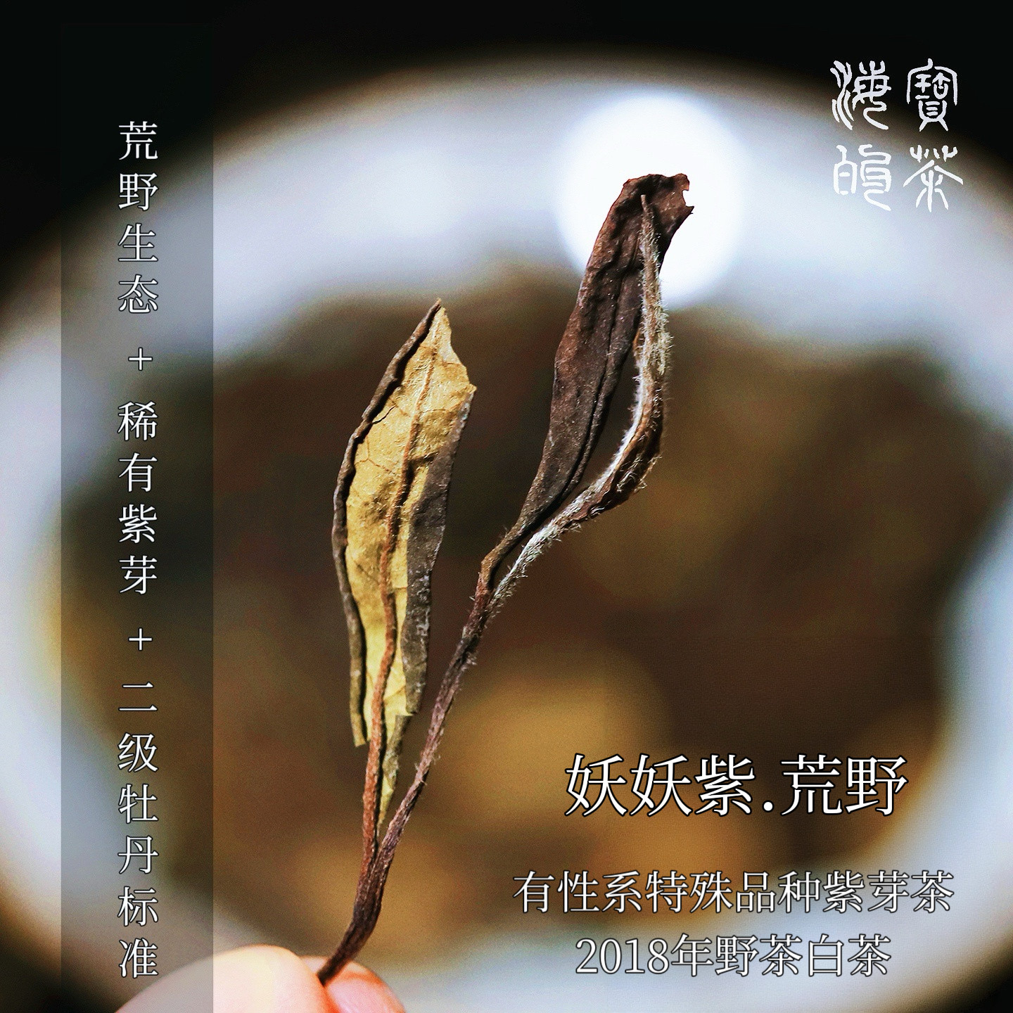 妖妖紫.2018年紫芽特异种荒野群体小菜茶妖妖紫野韵妖娆花果生香