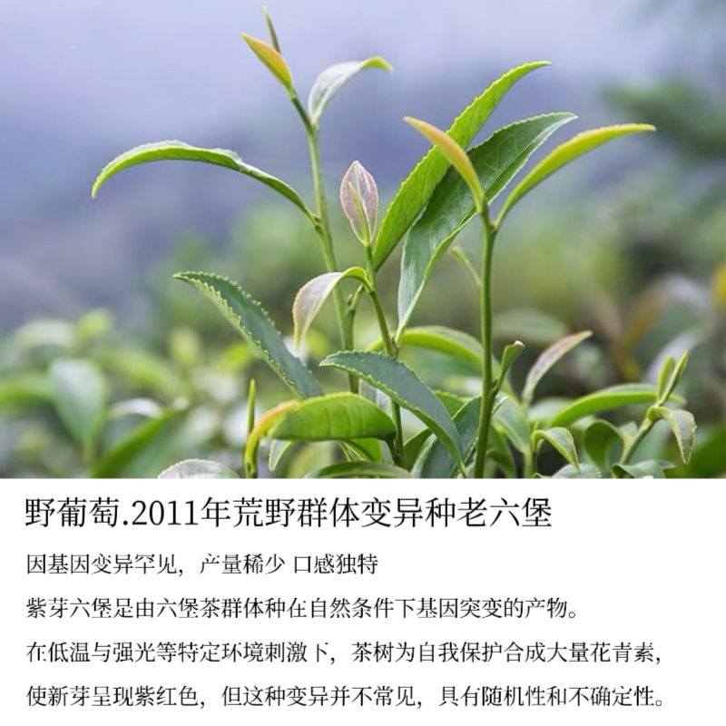 野葡灵芽.2011年广西梧州荒野群体种老六堡料稀缺紫芽六堡