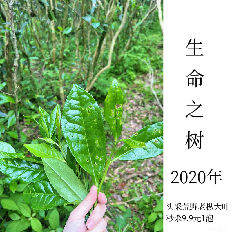树叶之谜2020年磻溪荒野老枞头采寿眉 鲜嫩花香幽雅薄荷清凉感
