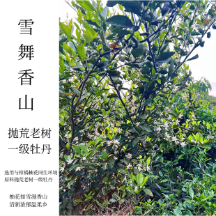 雪舞香山.2026年磻溪南广抛荒一级牡丹 与柑橘柚子花共生长大